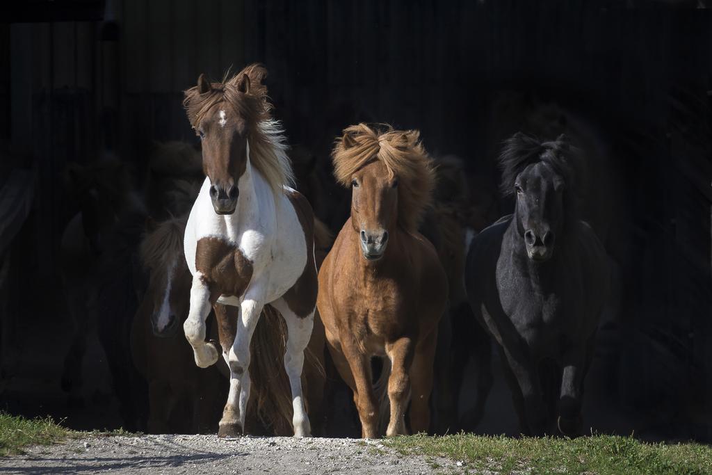 Hotel Reitzentrum Hausruckhof Ampflwang im Hausruckwald Bagian luar foto