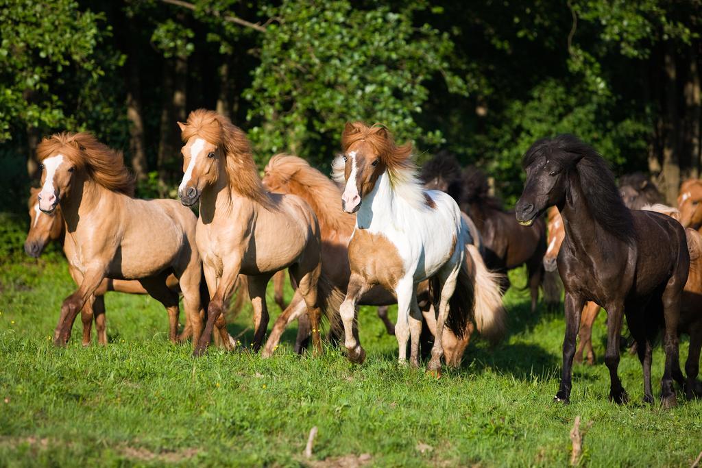 Hotel Reitzentrum Hausruckhof Ampflwang im Hausruckwald Bagian luar foto